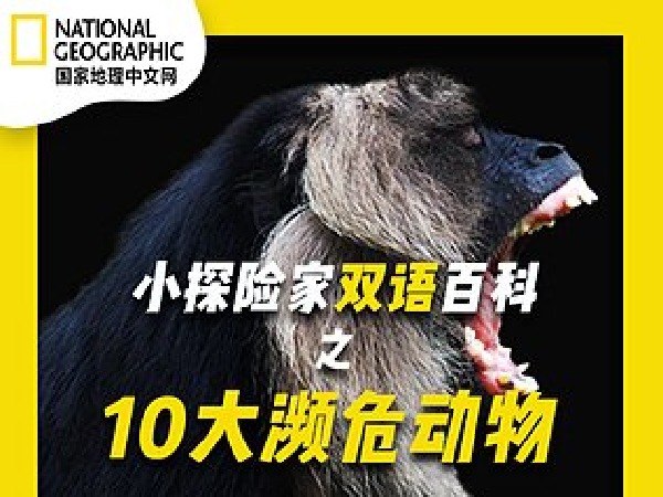 国家地理丨小探险家双语百科之10大濒危动物